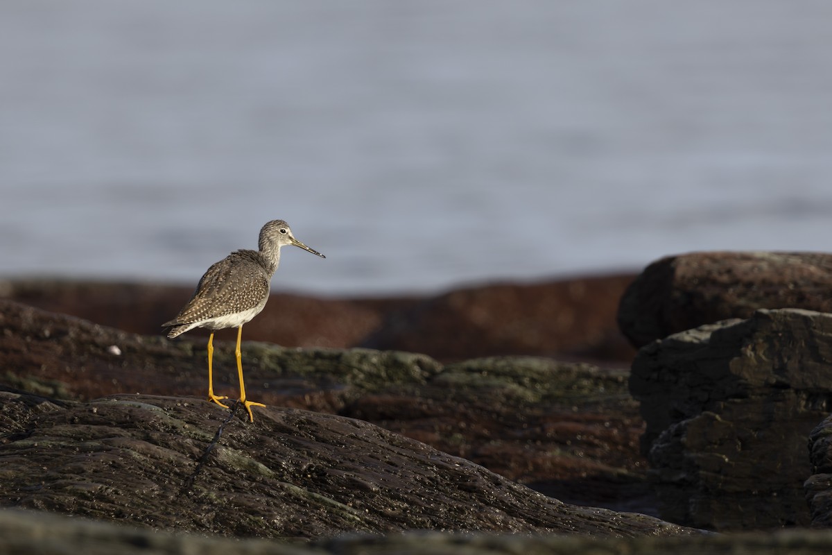 Greater Yellowlegs - Michael Bueckert