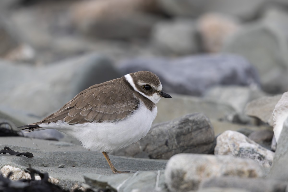 Semipalmated Plover - Michael Bueckert