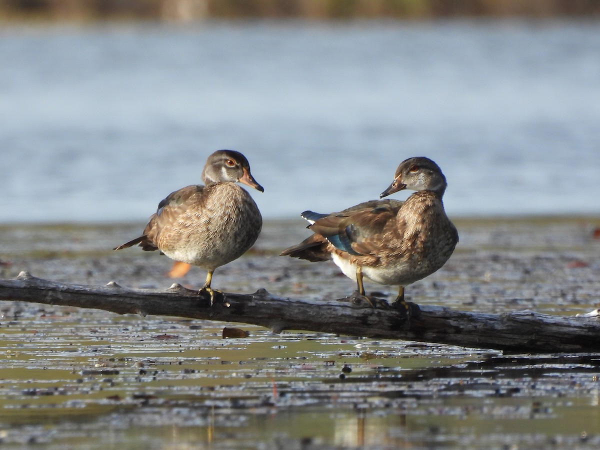 Wood Duck - ML624567195