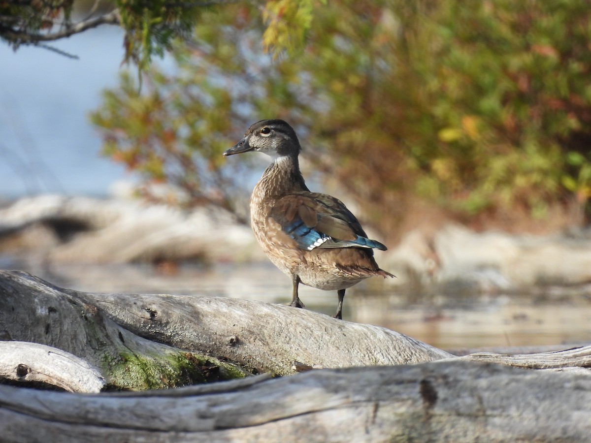 Wood Duck - ML624567196