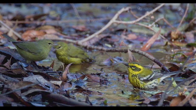 Townsend's Warbler - ML624567197