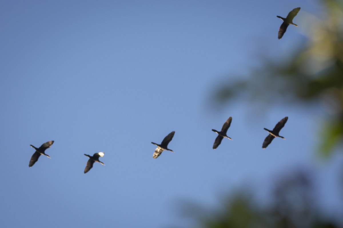 Neotropic Cormorant - Leonel Melvern