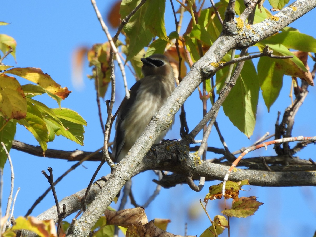 Cedar Waxwing - ML624567199