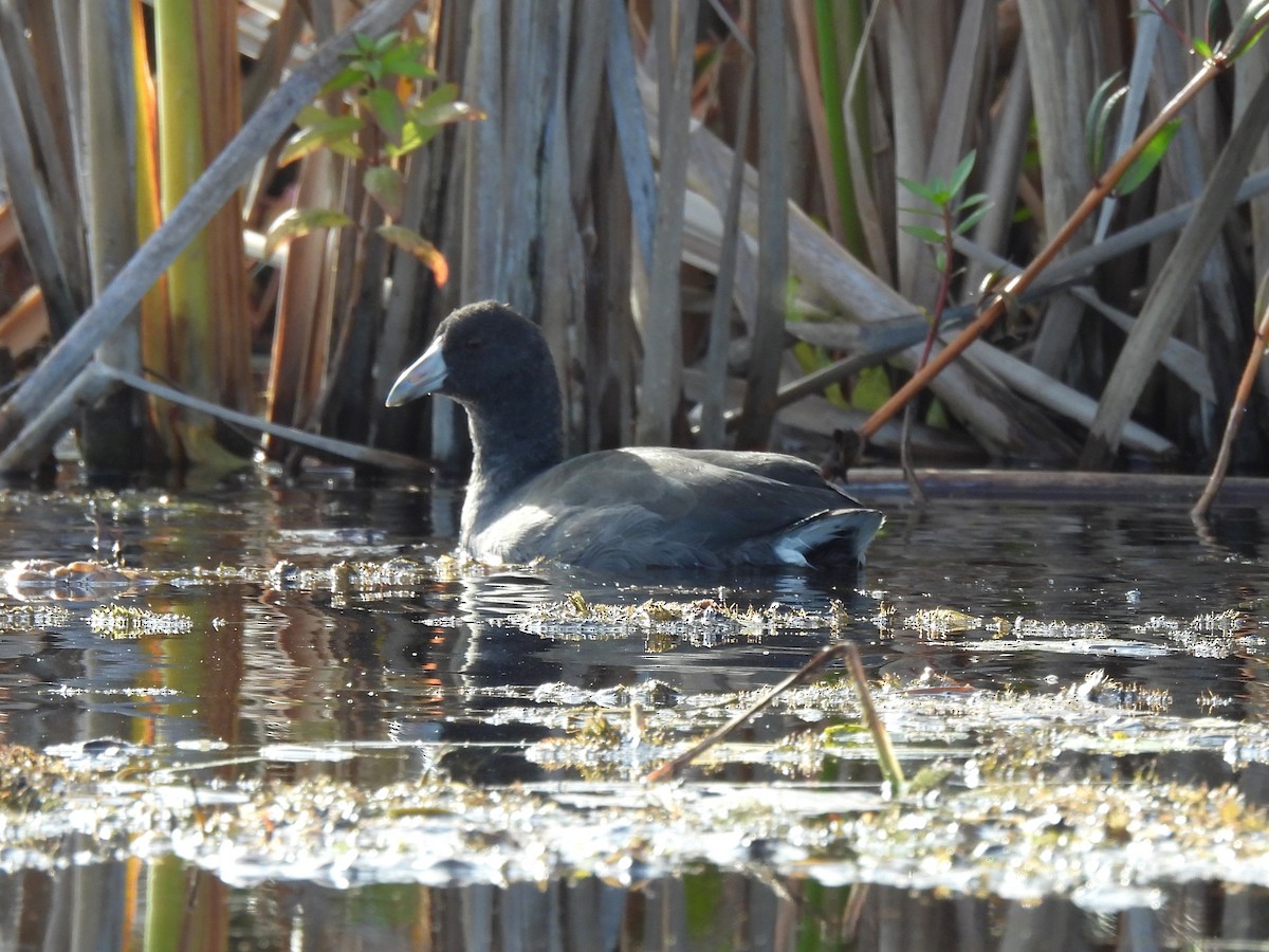 American Coot - ML624567204