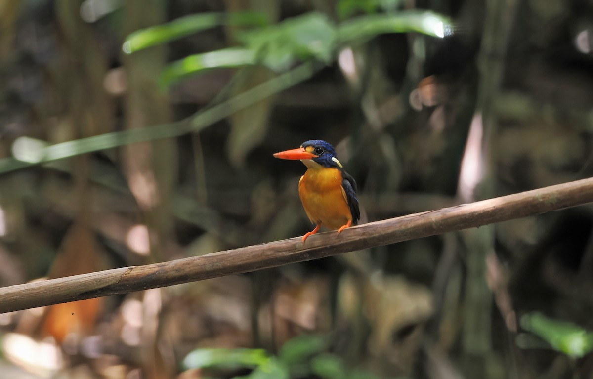 Martín pigmeo de las Molucas (uropygialis) - ML624567218