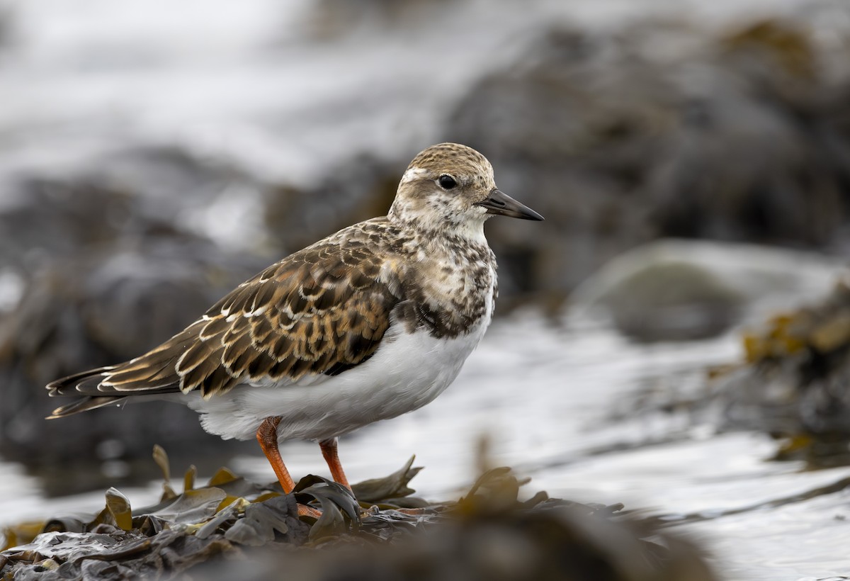 Ruddy Turnstone - ML624567223