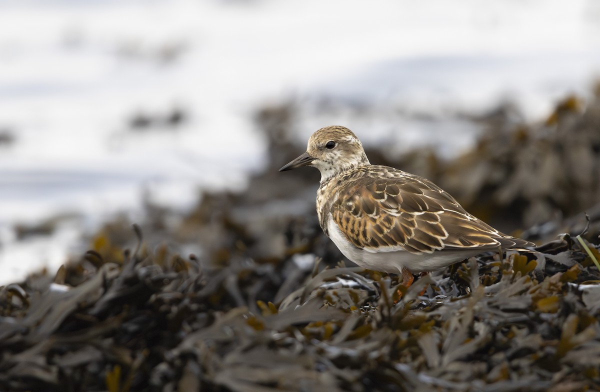 Ruddy Turnstone - ML624567224