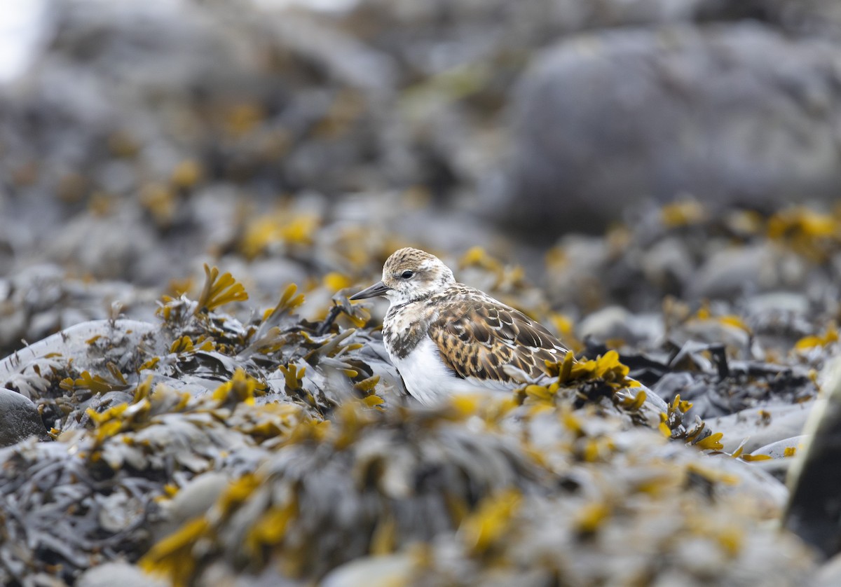 Ruddy Turnstone - ML624567225