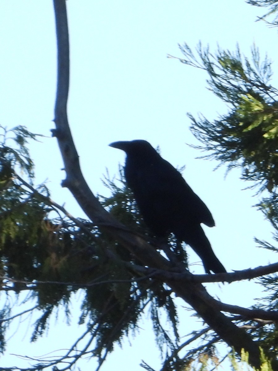 Common Raven - ML624567231