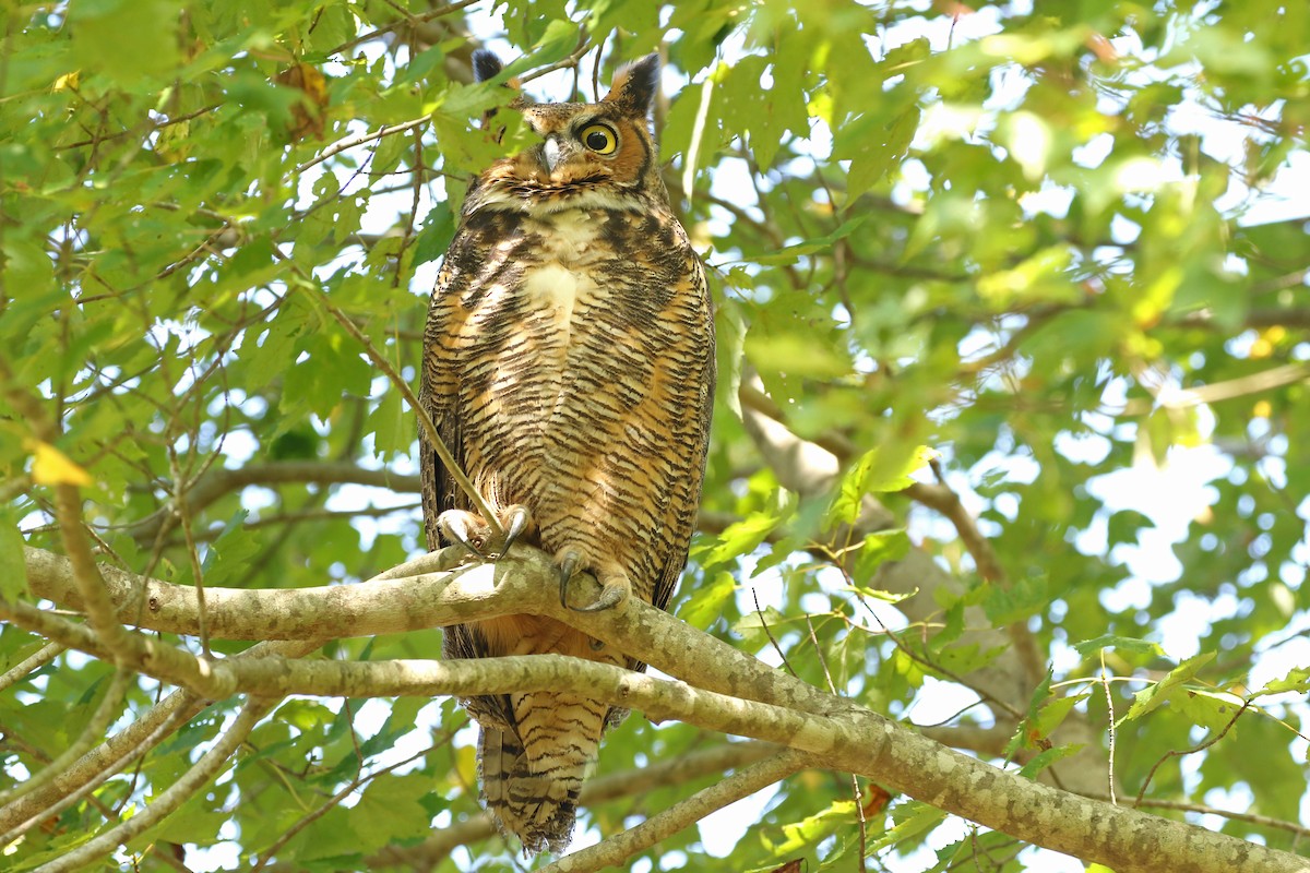 Great Horned Owl - ML624567248