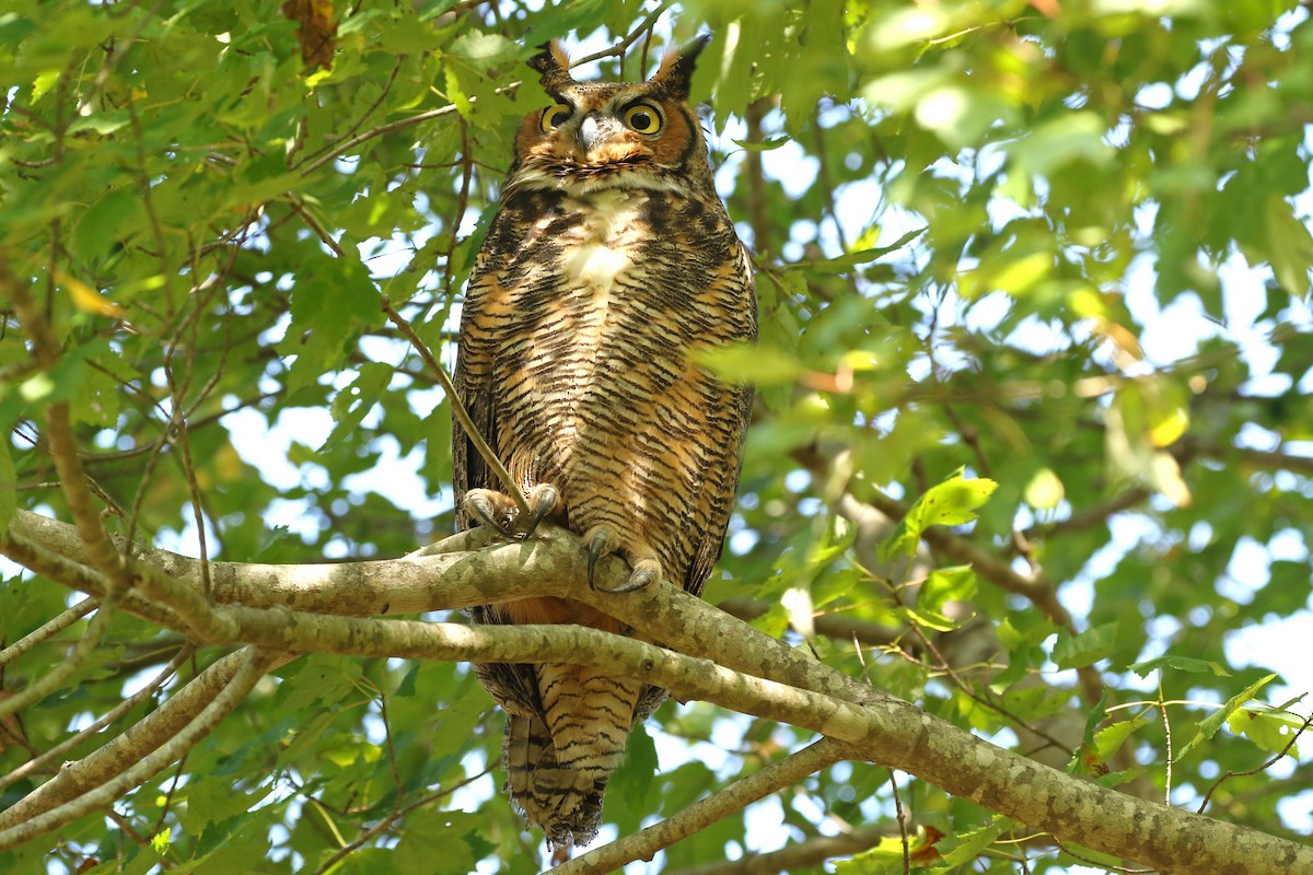 Great Horned Owl - ML624567253