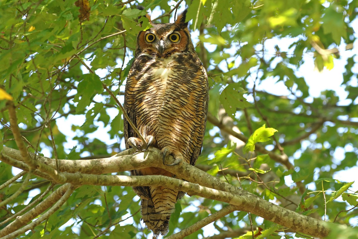 Great Horned Owl - ML624567255