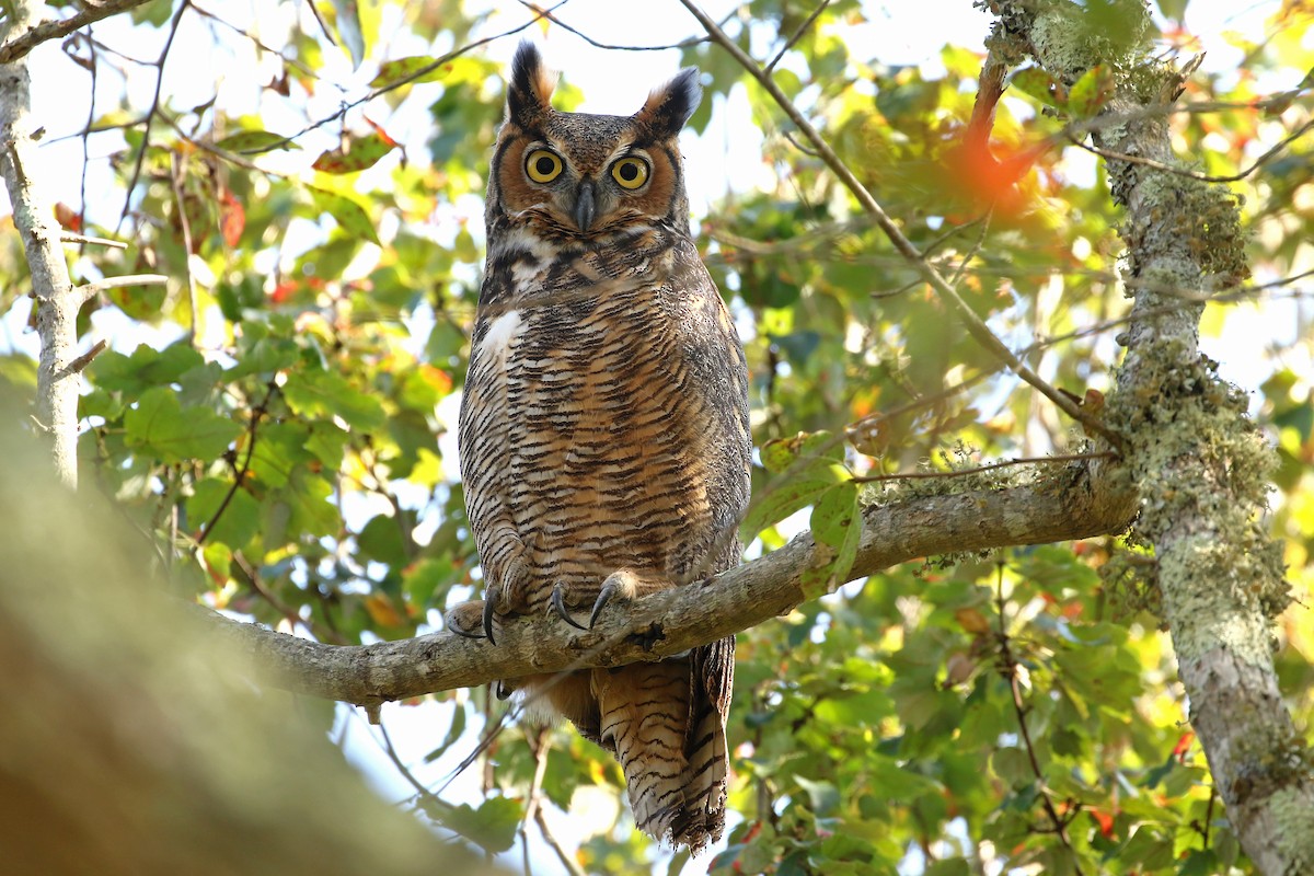 Great Horned Owl - ML624567257