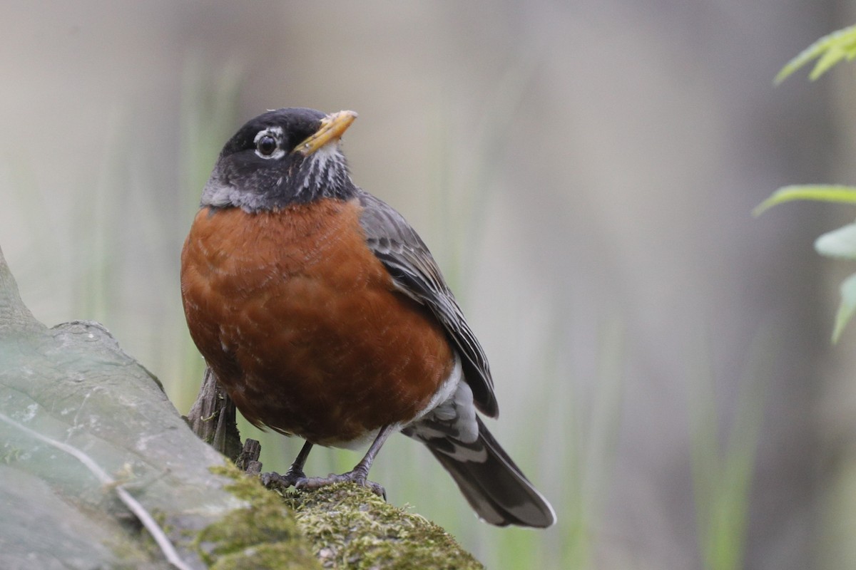 American Robin - ML624567258