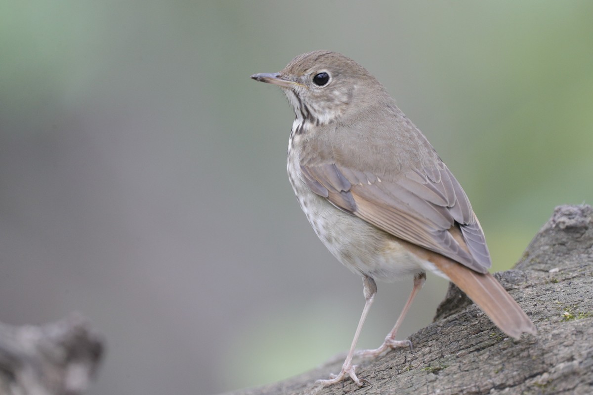 Hermit Thrush - ML624567259