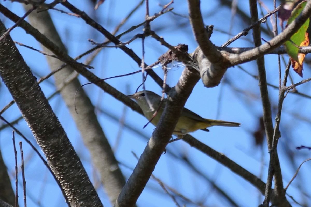 new world warbler sp. - ML624567272