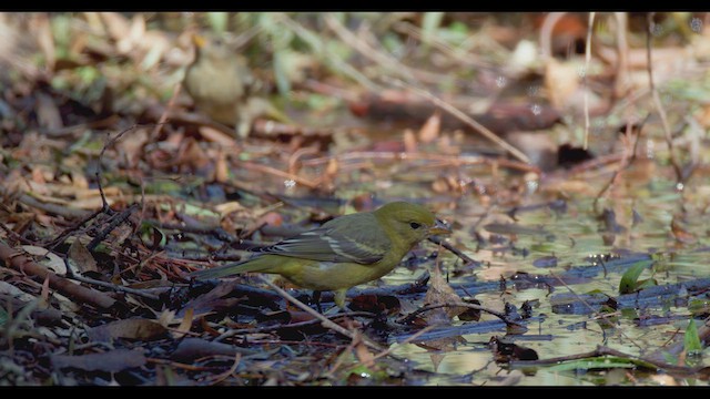 Western Tanager - ML624567277