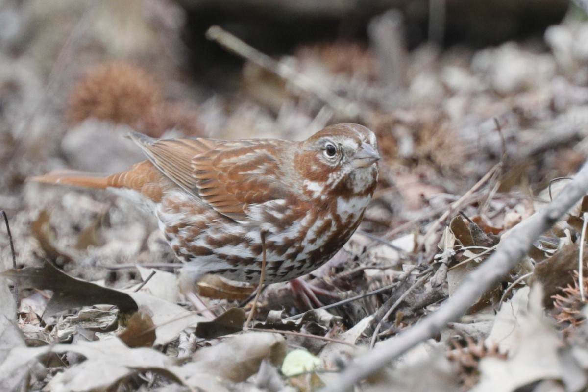 Fox Sparrow - Jun Tsuchiya