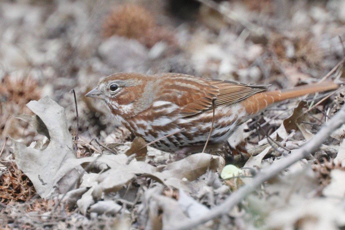 Fox Sparrow - ML624567279