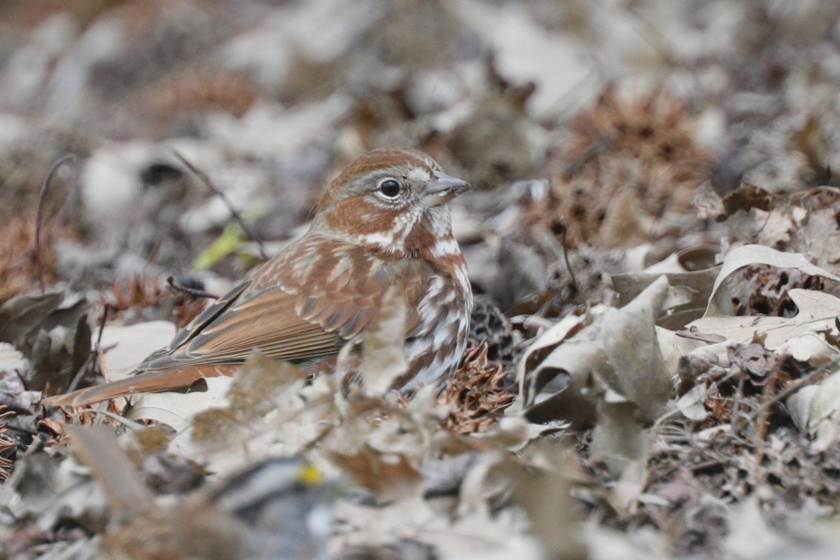 Fox Sparrow - ML624567280