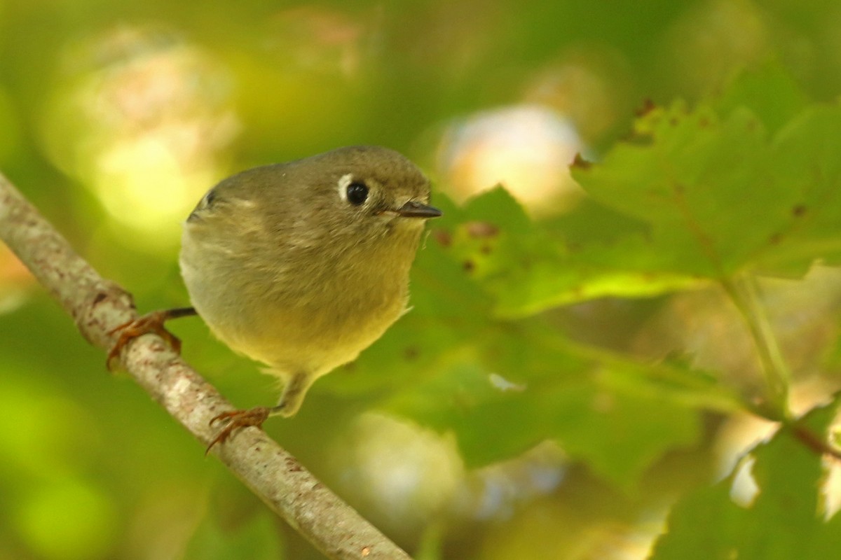 Ruby-crowned Kinglet - ML624567293