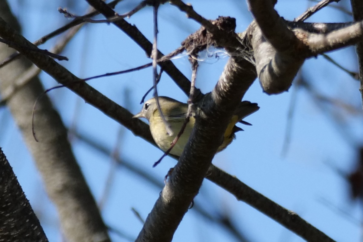 new world warbler sp. - Russ Smiley