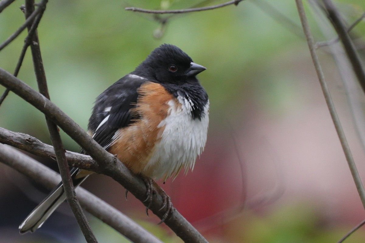 Eastern Towhee - ML624567303