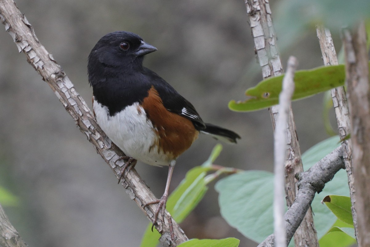 Eastern Towhee - ML624567304