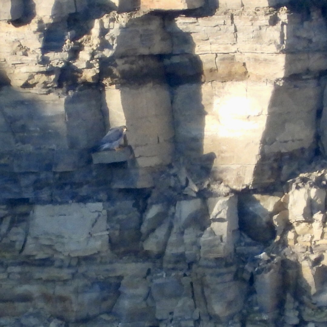 Эгэл шонхор - ML624567305