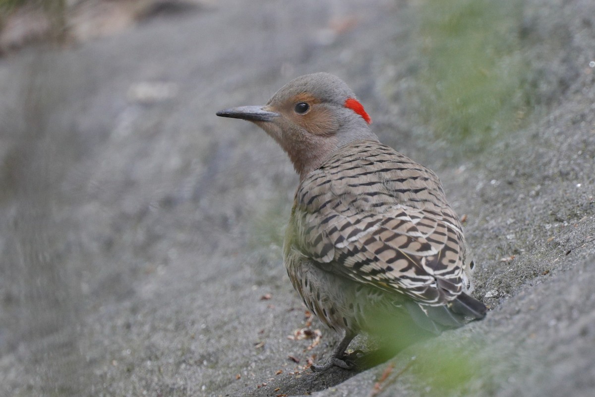 Northern Flicker - ML624567314