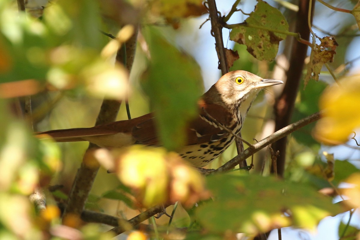 Brown Thrasher - ML624567325