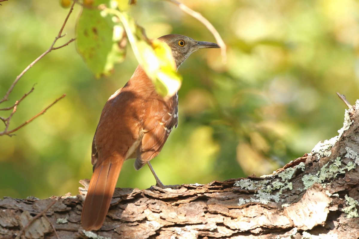 Brown Thrasher - ML624567327