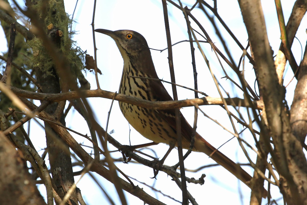 Brown Thrasher - ML624567328
