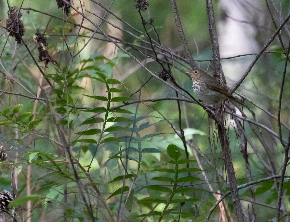 Swainson's Thrush - ML624567342