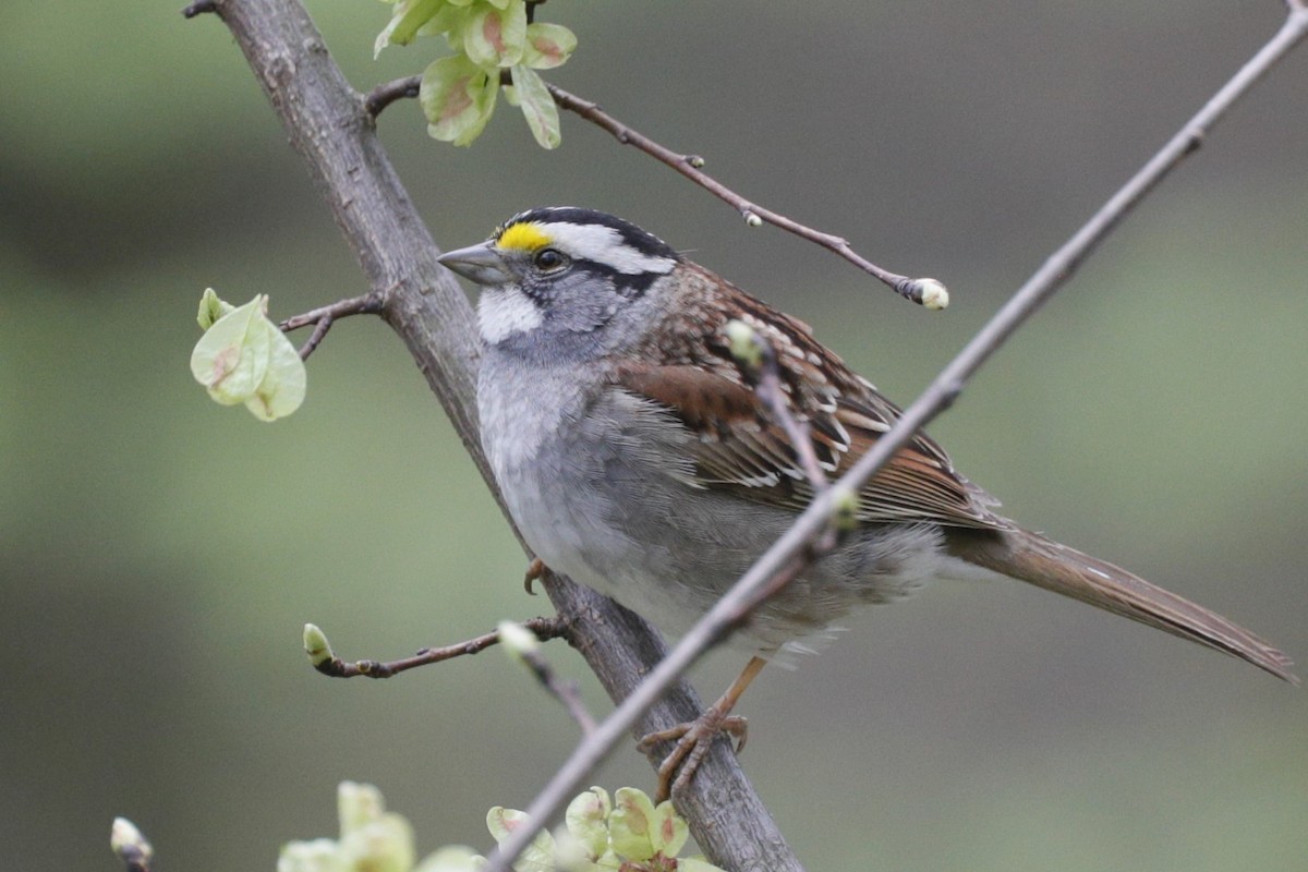 White-throated Sparrow - ML624567343