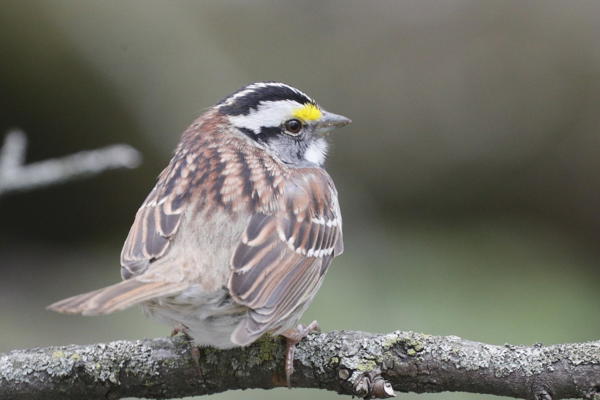 White-throated Sparrow - ML624567344