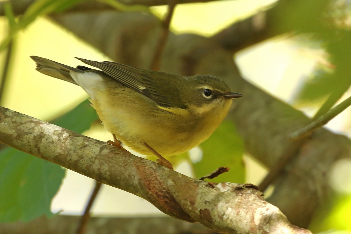 Black-throated Blue Warbler - ML624567361