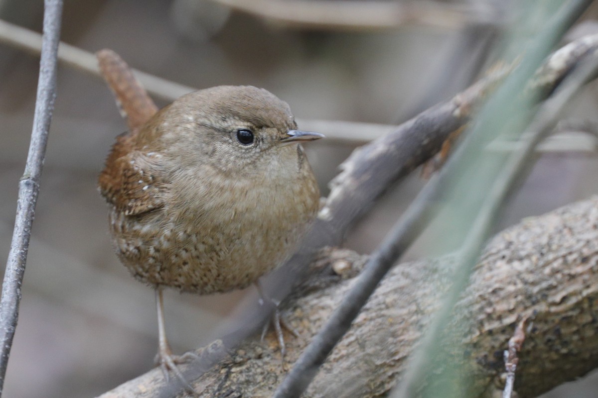 Winter Wren - ML624567368