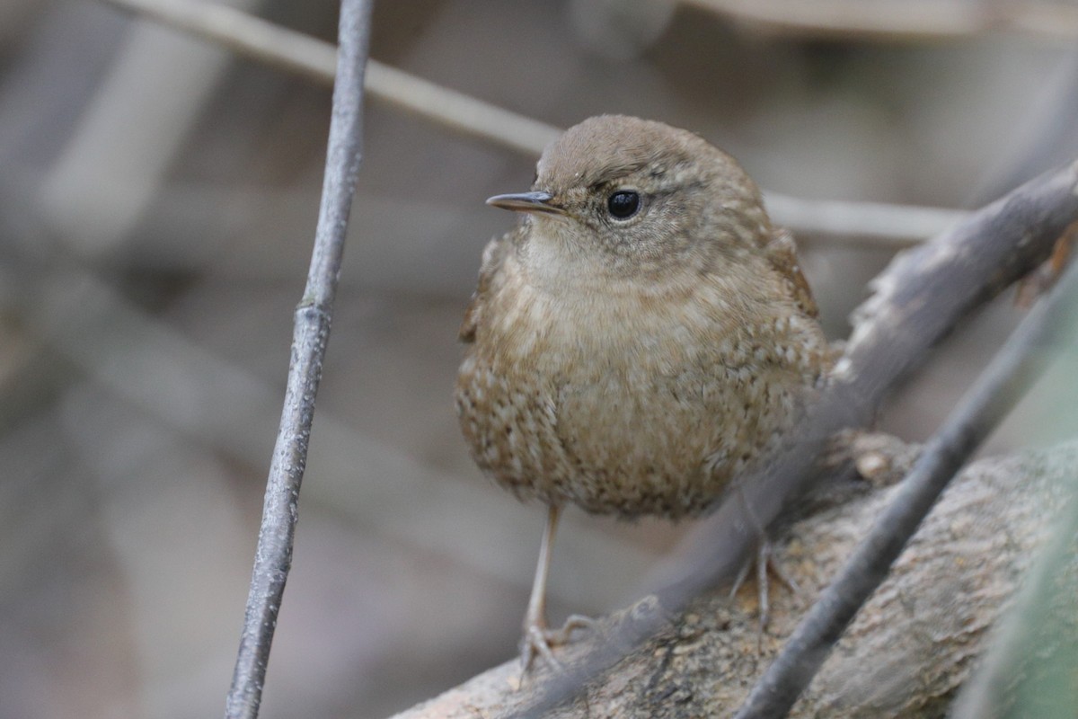 Winter Wren - ML624567369