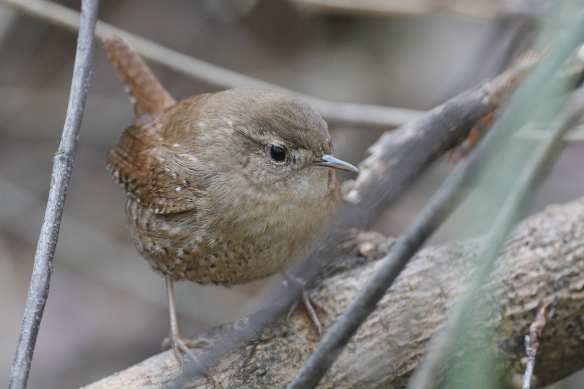 Winter Wren - ML624567370