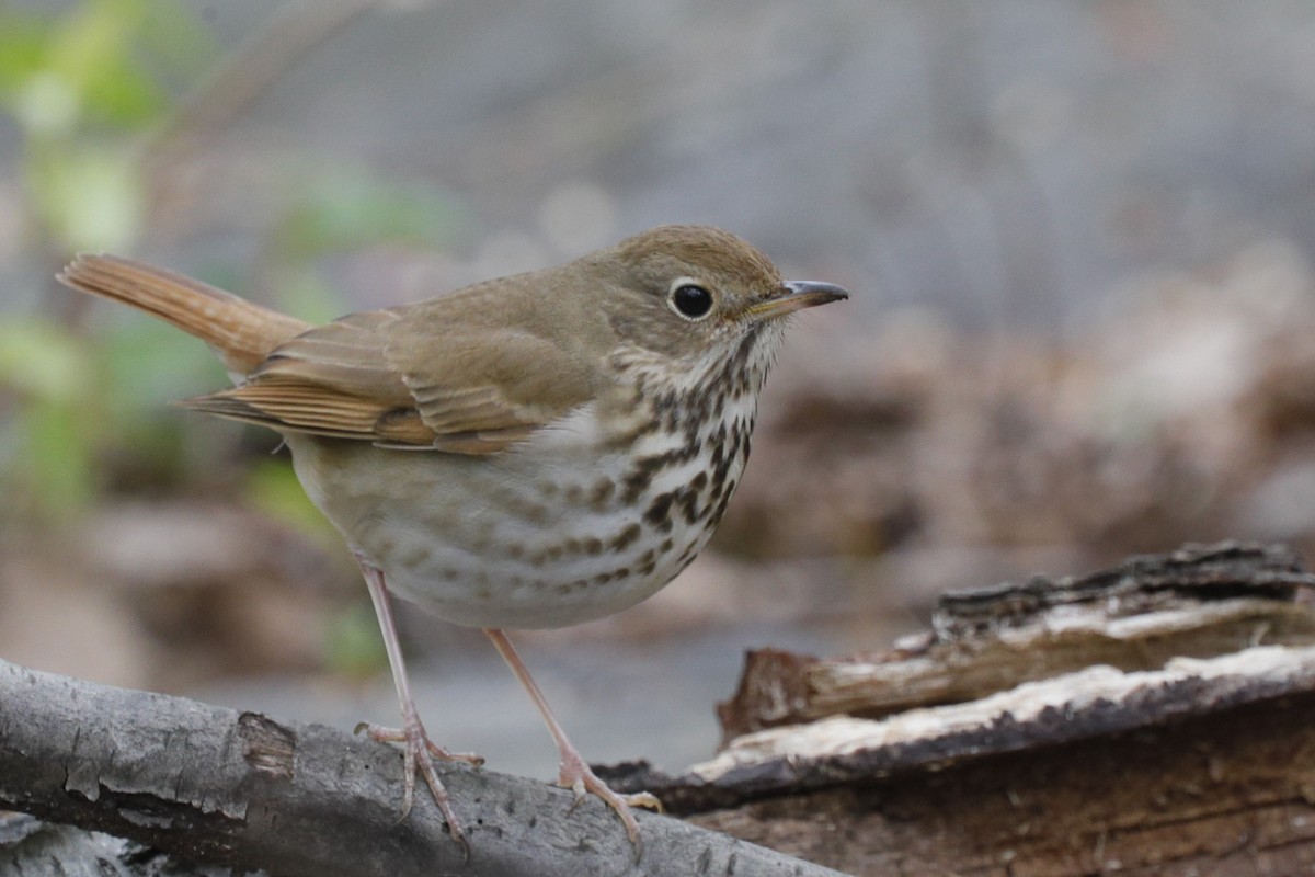 Hermit Thrush - ML624567373