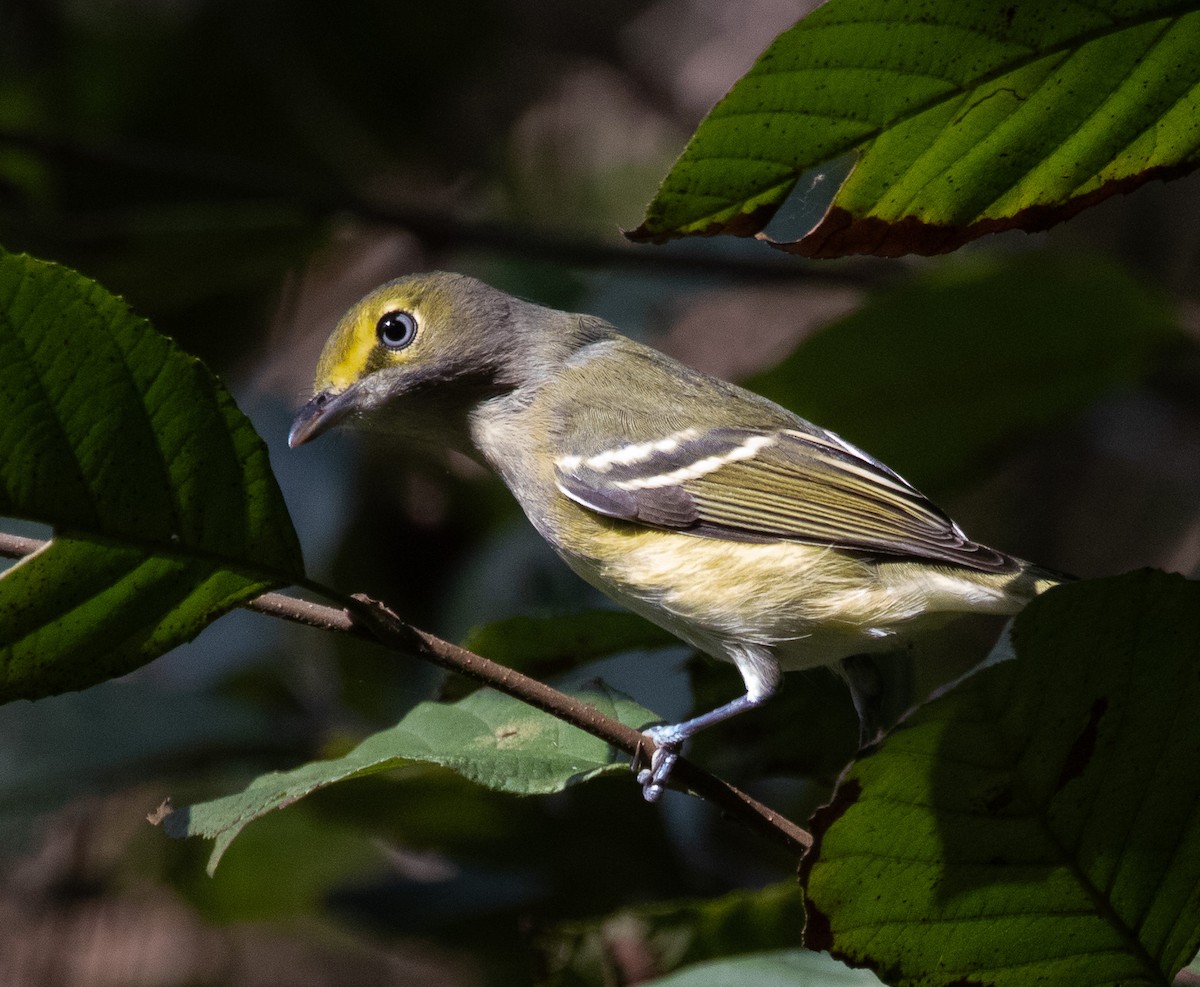 White-eyed Vireo - ML624567381