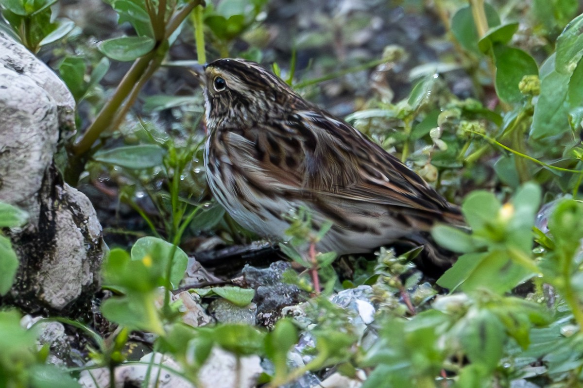 Savannah Sparrow - ML624567405