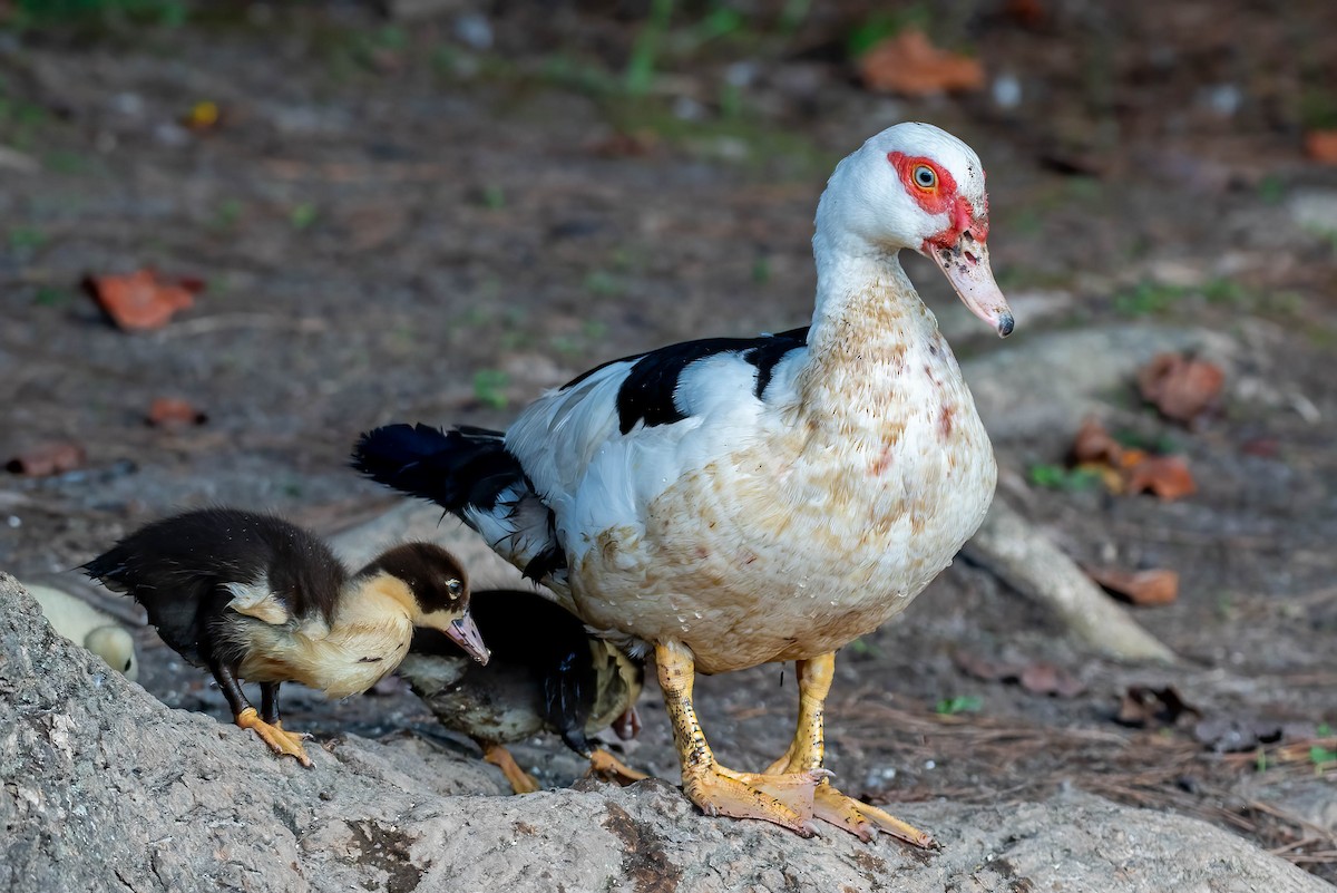 Muscovy Duck (Domestic type) - ML624567452