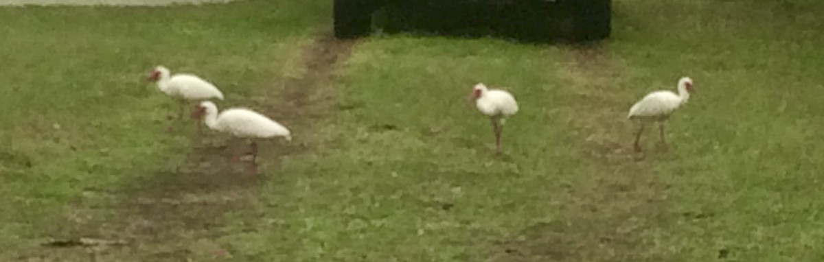 White Ibis - ML624567453