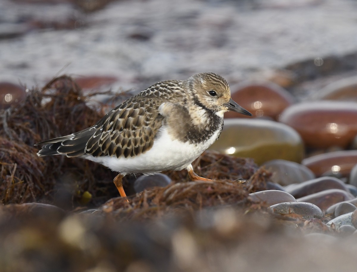 Ruddy Turnstone - ML624567619