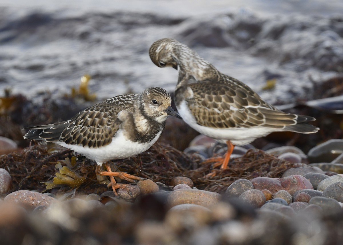 Ruddy Turnstone - Denise  McIsaac