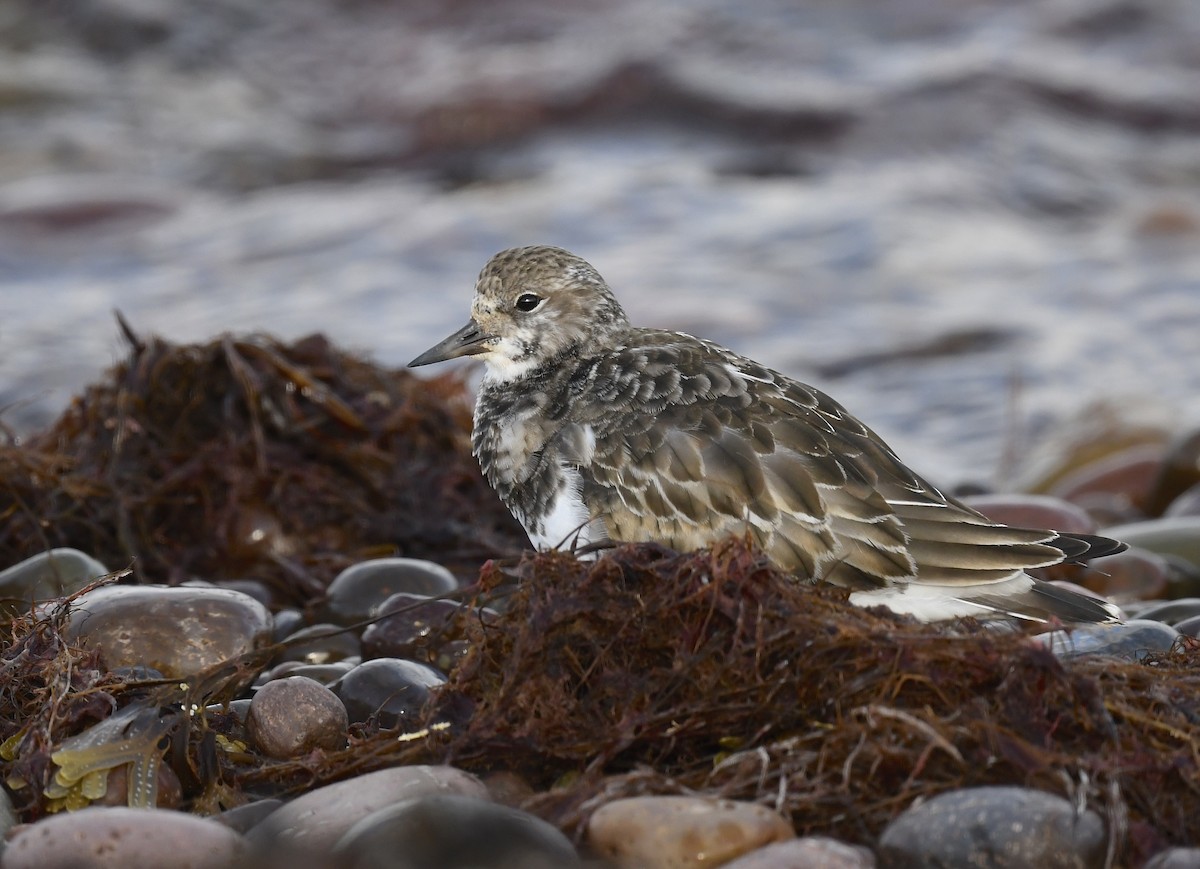 Ruddy Turnstone - ML624567648