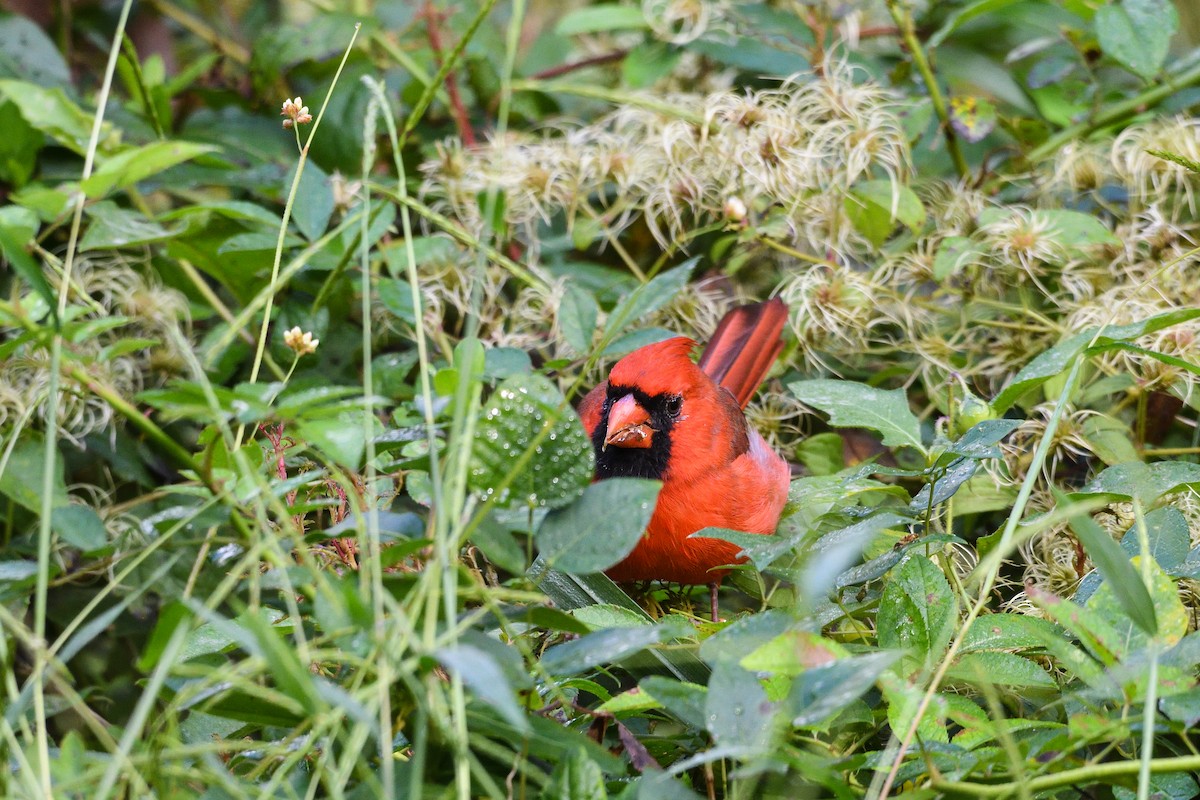 ショウジョウコウカンチョウ - ML624567650