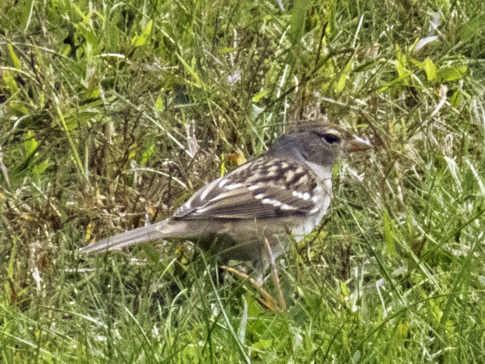 White-crowned Sparrow - Nancy Nordin